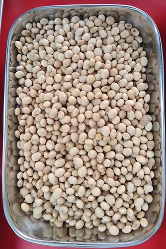 Soya Bean