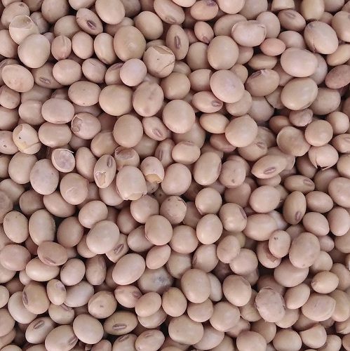 Soya Bean